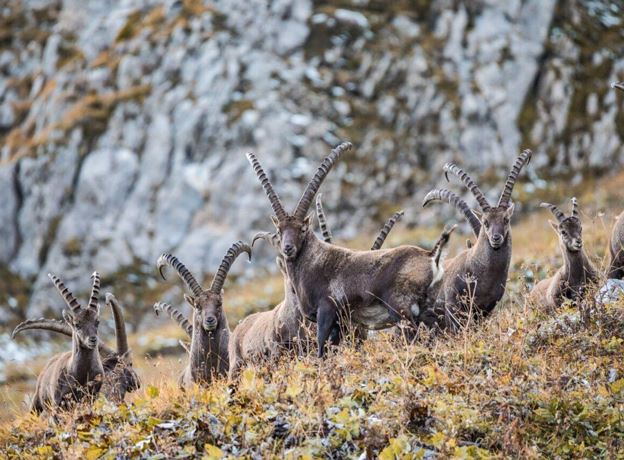 Guats vo do - verstoh | Jagd & Wild