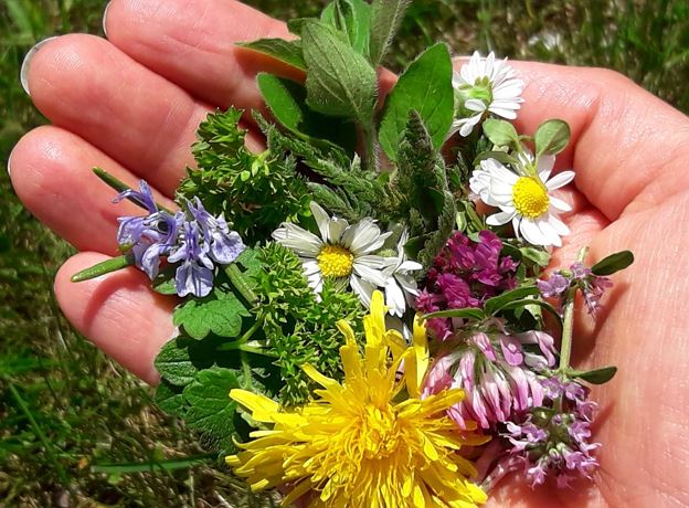 Herbal Walk in Wald am Arlberg